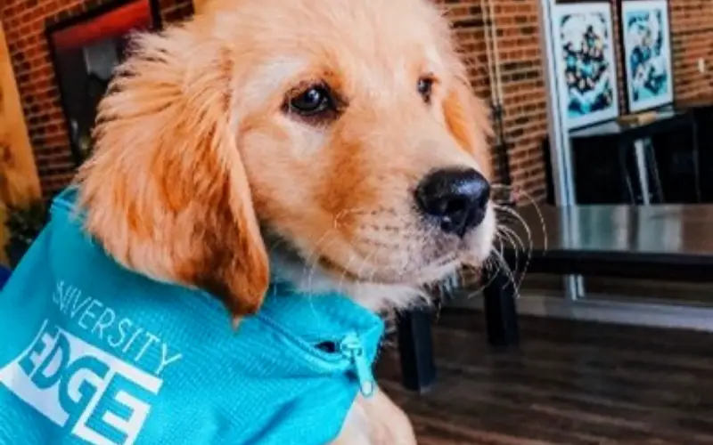 Dog at University Edge - pet-friendly community in Akron